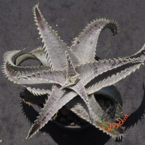 Dyckia T-REX x ML Super Wide Leaf