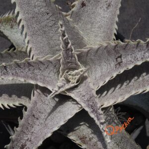 Dyckia T-REX x ML Super Wide Leaf