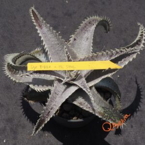 Dyckia T-REX x ML Super Wide Leaf
