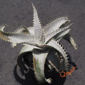Dyckia T-REX x ML Super Wide Leaf