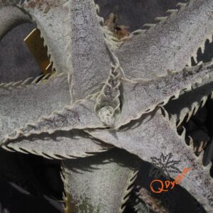 Dyckia T-REX x ML Super Wide Leaf