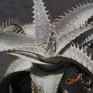 Dyckia T-REX x ML Super Wide Leaf
