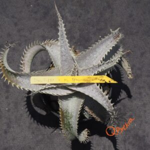 Dyckia T-REX x ML Super Wide Leaf