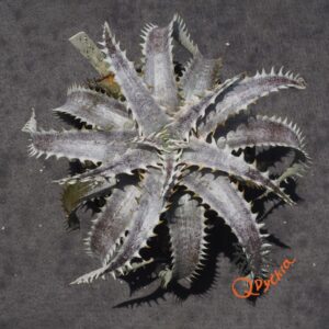 Dyckia ML Giant Blue F1 x (Silver Diamond x Arizona)