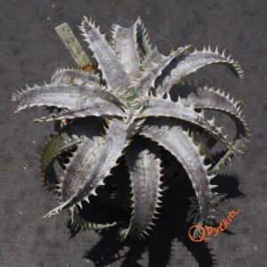 Dyckia ML Giant Blue F1 x (Silver Diamond x Arizona)
