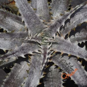 Dyckia ML Giant Blue F1 x (Silver Diamond x Arizona)