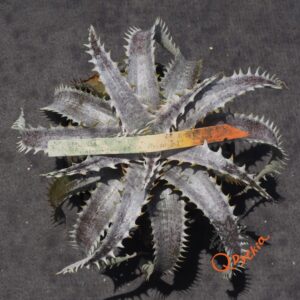 Dyckia ML Giant Blue F1 x (Silver Diamond x Arizona)
