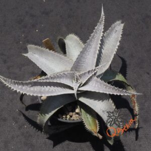 Dyckia marnier-lapostollei