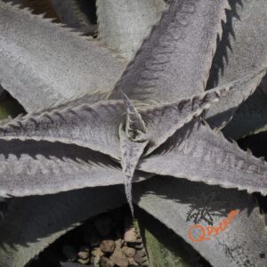 Dyckia marnier-lapostollei