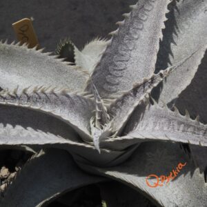 Dyckia marnier-lapostollei