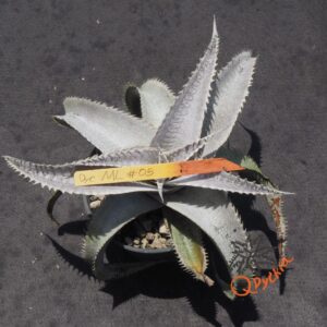 Dyckia marnier-lapostollei
