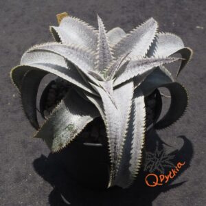Dyckia ML Super Wide Leaf x HU-5