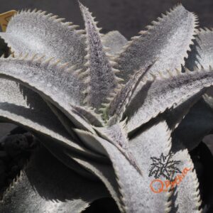 Dyckia ML Super Wide Leaf x HU-5