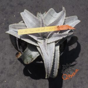Dyckia ML Super Wide Leaf x HU-5