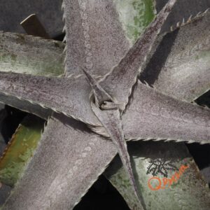 Dyckia Baphomet Horns x ML Red Clone F1