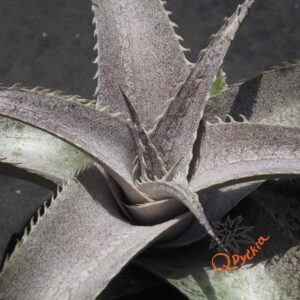 Dyckia Baphomet Horns x ML Red Clone F1
