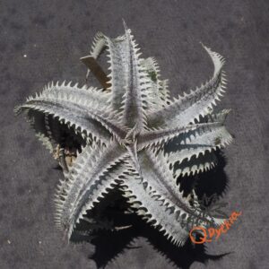 Dyckia ML Super Wide Leaf x Red Lotus