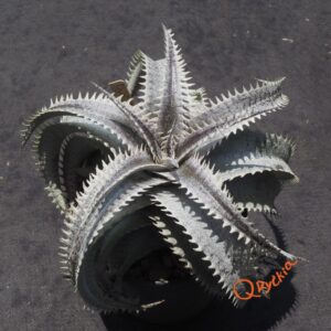 Dyckia ML Super Wide Leaf x Red Lotus