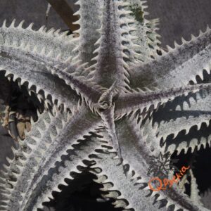 Dyckia ML Super Wide Leaf x Red Lotus