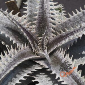 Dyckia ML Super Wide Leaf x Red Lotus