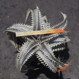 Dyckia ML Super Wide Leaf x Red Lotus
