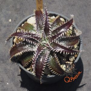 ディッキア Dyckia macedoi, Bill Baker hybrid Dyckia Bill Baker Hybrid x Gandalf (#D025) Sueb Hybrid