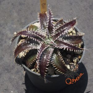 Dyckia Bill Baker