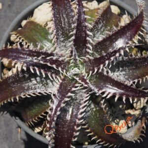 Dyckia Bill Baker