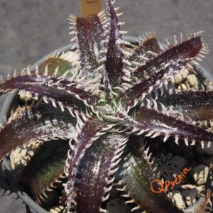 Dyckia Bill Baker