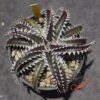 Dyckia Sky Walker x Bangkok Star