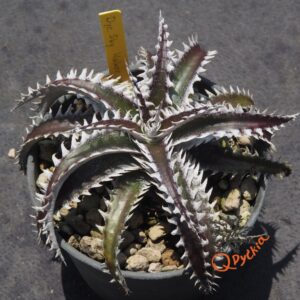 Dyckia Sky Walker x Bangkok Star