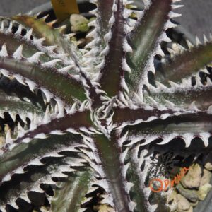 Dyckia Sky Walker x Bangkok Star