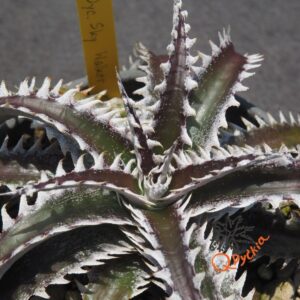 Dyckia Sky Walker x Bangkok Star