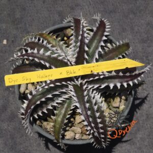 Dyckia Sky Walker x Bangkok Star