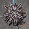 Dyckia Heaven and Hell x Hybrid Tarzan #Q-02