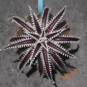 Dyckia Heaven and Hell x Hybrid Tarzan #Q-02