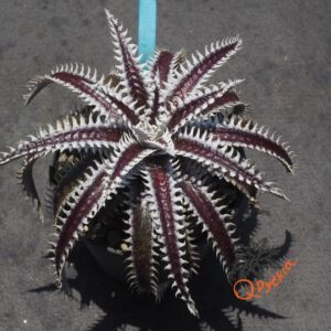 Dyckia Heaven and Hell x Hybrid Tarzan #Q-02