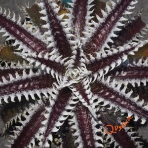 Dyckia Heaven and Hell x Hybrid Tarzan #Q-02