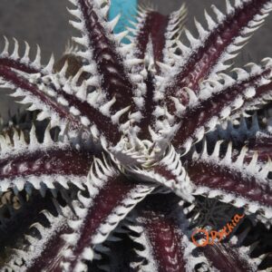 Dyckia Heaven and Hell x Hybrid Tarzan #Q-02