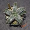 Dyckia (ML x Brittle Star) x (Toothy x Richard Kaz)
