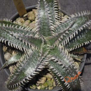 Dyckia (ML x Brittle Star) x (Toothy x Richard Kaz)