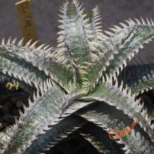 Dyckia (ML x Brittle Star) x (Toothy x Richard Kaz)