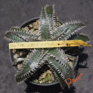 Dyckia (ML x Brittle Star) x (Toothy x Richard Kaz)