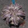 Dyckia HU-5 x Red Lotus