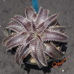 Dyckia HU-5 x Red Lotus