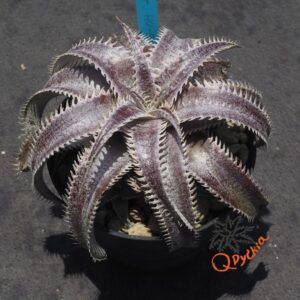 Dyckia HU-5 x Red Lotus