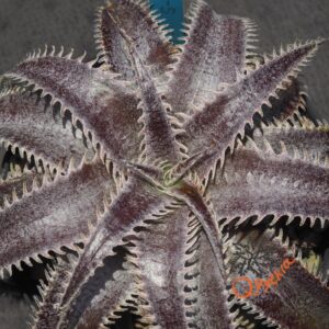 Dyckia HU-5 x Red Lotus