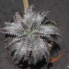 Dyckia Heaven and Hell x (Toothy x Richard Kaz)