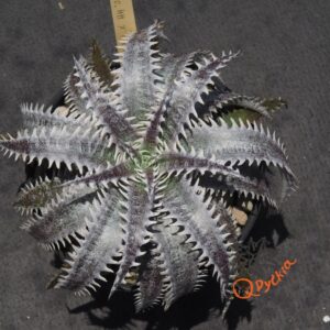 Dyckia Heaven and Hell x (Toothy x Richard Kaz)