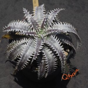Dyckia Heaven and Hell x (Toothy x Richard Kaz)